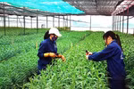 Japan helps develop organic agriculture in Ben Tre