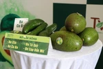 Activities to promote Dak Nong’s specialty avocados