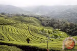 Indonesia's black tea wins international award