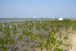 Sea dyke project hoped to help Mekong Delta cope with climate change