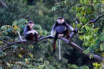 Hotels, resorts threaten rare primates