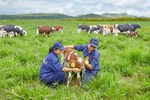 Vinamilk to build four hi-tech dairy farms in Thanh Hoa