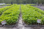 Thua Thien-Hue shifts to biodegradable seedling bags