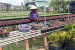 Flower farmers prepare for Tet holiday market