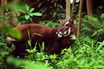 Thua Thien-Hue enhances animal protection in nature reserves