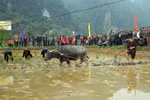 Long Tong, unique farming ritual of the Tay