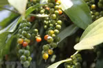 Two-month pepper export turnover reaches 138.8 million USD 