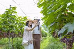 Visitors pose for a photo beneath lush, fruit-laden grape trellises in Muong Phang commune, Dien Bien province. (Photo: VNA) 