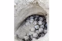 A sea turtle nest found at Mui Tau Beach on Hon Cau Island after a night of rain. (Photo: VNA)