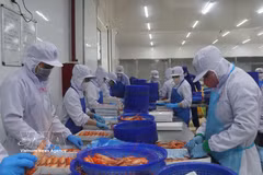 Processing prawns for export (Photo: VNA). 