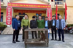 Red-faced monkey surrendered to authorities in Nghe An (Photo: VNA)