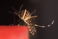 An Aedes aegypti mosquito. (Photo: Xinhua/VNA)