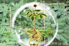 The saponin content of Lai Chau ginseng can reach as high as 23.85% in its natural state, a remarkably high level compared to many other ginseng species. (Photo: baolaichau.vn) 