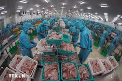 Processing tra fish for export (Photo: VNA) 