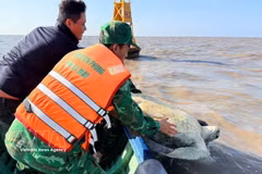 A 120kg green sea turtle is released back into the sea by the Dat Mui Border Guard Station in coordination with the Ngoc Hien Forest Ranger Unit and Dat Mui commune authorities in Ca Mau province.( Photo: VNA) 