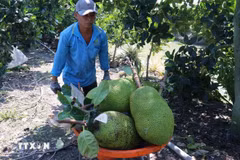 Harvesting jackfruit (Photo: VNA)
