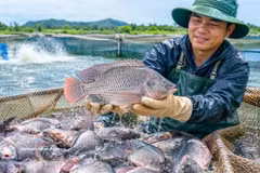 Vietnam's tilapia exports reached 90 million USD in the first eight months of the year, a 43 per cent increase compared to the same period last year. (Photo: VNA)