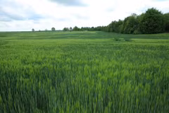 Green wheat fields in Merseburg, Saxony-Anhalt, Germany. (Photo: VNA) 