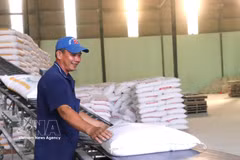 Rice bags are handled at Tan Dong Tien Joint Stock Company in Khanh Hau ward, Tay Ninh province. (Photo: VNA)