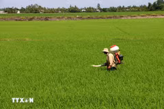 Farmers tend to rice crops in Can Tho city. (Photo: VNA) 