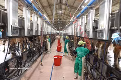 Milking at a dairy farm of Vietnam Dairy Products JSC (Vinamilk) in the Nhon Tan concentrated livestock farming area, An Nhon Tay commune, Gia Lai province. (Photo: VNA)