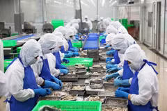 Shrimp processed for exports. Around 80 per cent of Vietnamese companies reported rising costs stemming from changes in tariffs and trade uncertainty, the HSBC report found. (Photo: VNA) 