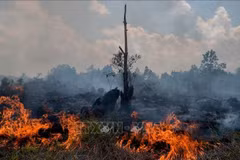 Wildfires spread across Pekanbaru, Riau Province, Indonesia. (Photo: AFP/VNA) 