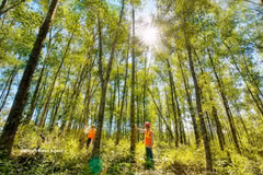 Quang Tri steps up development of large-timber forests. (Photo: VNA) 