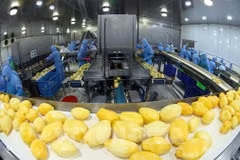 A modern production line processing frozen mango products for export at ANTESCO, Chau Phu commune, An Giang province. (Photo: VNA) 