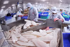 Illustrative photo of pangasius fillets, a Vietnamese export to Canada. (Photo: VNA) 