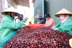 Vietnam coffee exports surge to record high (Photo: VNA)