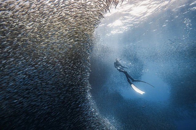 Vietnamese tourists dive with sardines in Panglao, Bohol, Philippines in September 2024. (Photo: Thien Nguyen Ngoc)