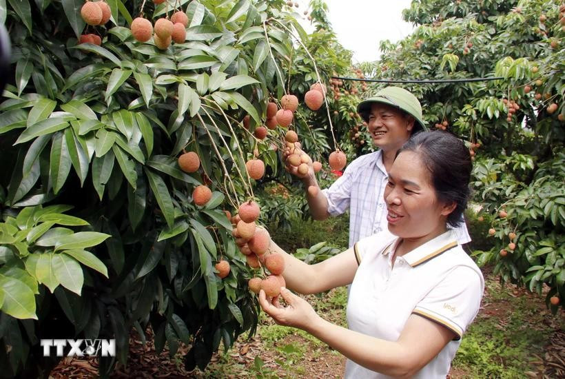 At a lychee farm in the northern province of Bac Giang. (Photo: VNA)