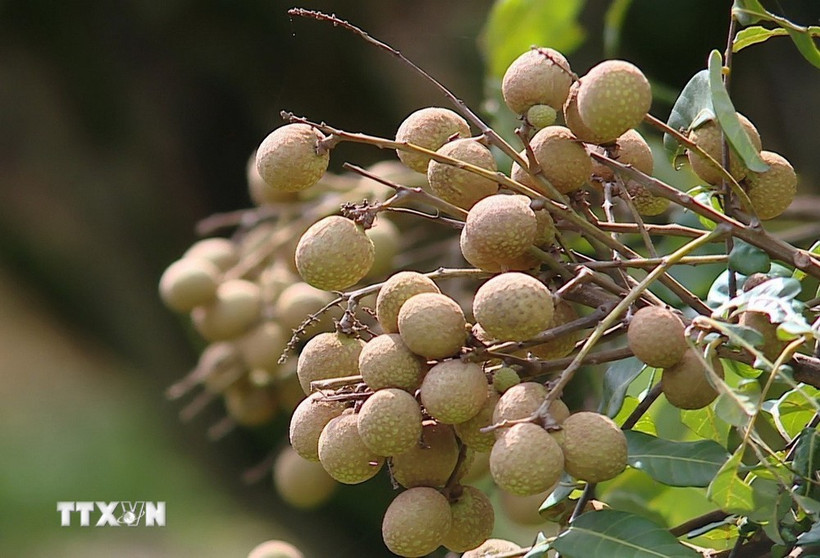 Illustrative image (Photo: VNA)