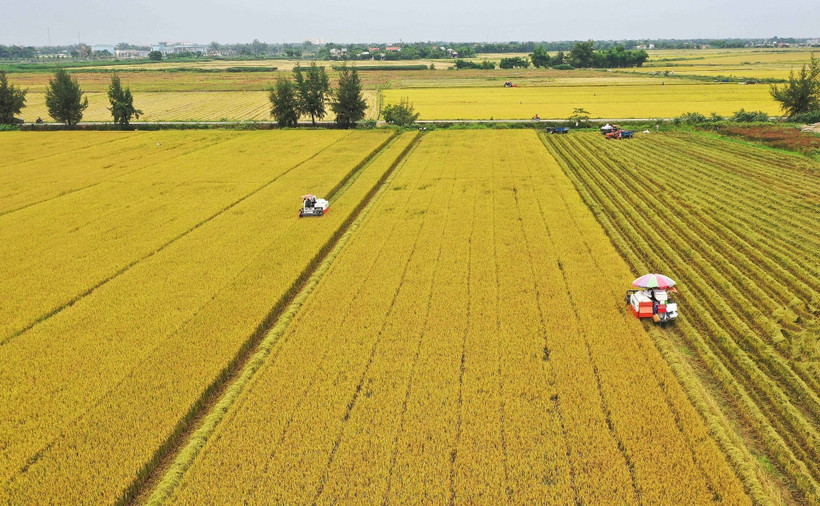 Farmers in Hue harvest rice on a large-scale field. (Photo: VNA)