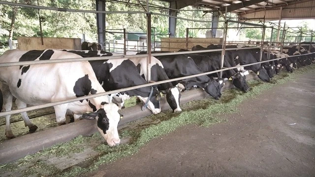 Large-scale cattle farming causes more greenhouse gas emission. (Photo: baodantoc.vn)