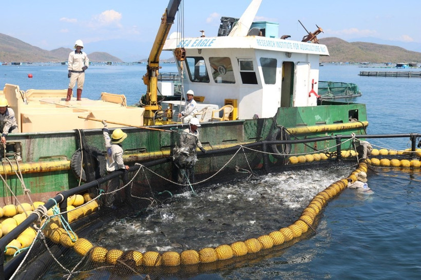 An industrial-scale aquaculture model on Van Phong bay, Khanh Hoa province. (Photo: VNA) 