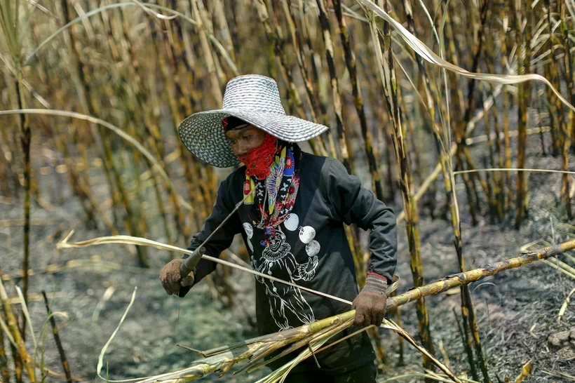 Thailand, the world’s second-largest sugar exporter, faces a suspension of syrup and premixed powder imports by China in December due to concerns about factory hygiene. (Photo: Reuters)