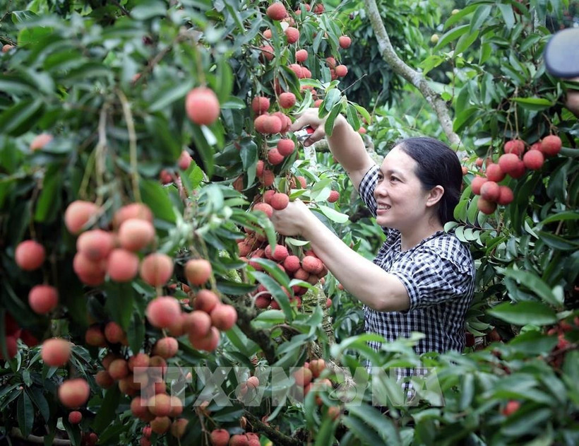 Illustrative photo (Photo: VNA)