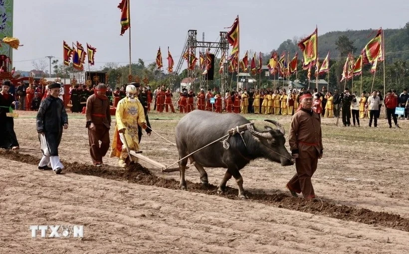 At Doi Son ploughing festival (Photo: VNA)