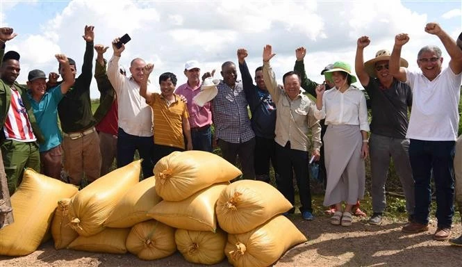 Representatives of AgriVMA company, Vietnamese and Cuban engineers, farmers and officials are delighted with the high productivity of the rice fields. (Photo: VNA)