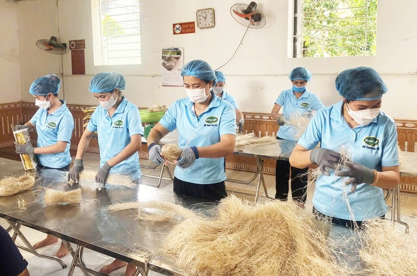 Workers produce vermicelli for export (Photo: hanoimoi,vn)