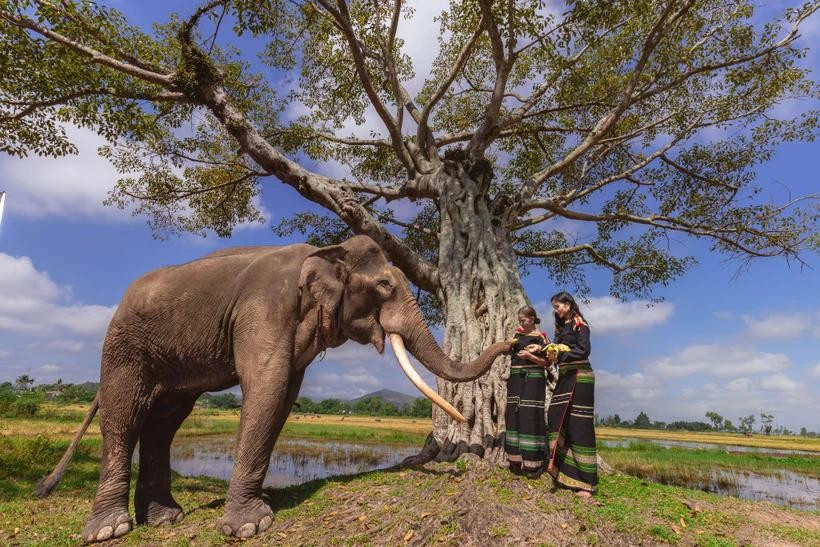 Miss Universe Vietnam 2017 H’Hen Nie promotes E De ethnic people’s culture and destinations in her latest music video. (Photo: VietnamPlus)