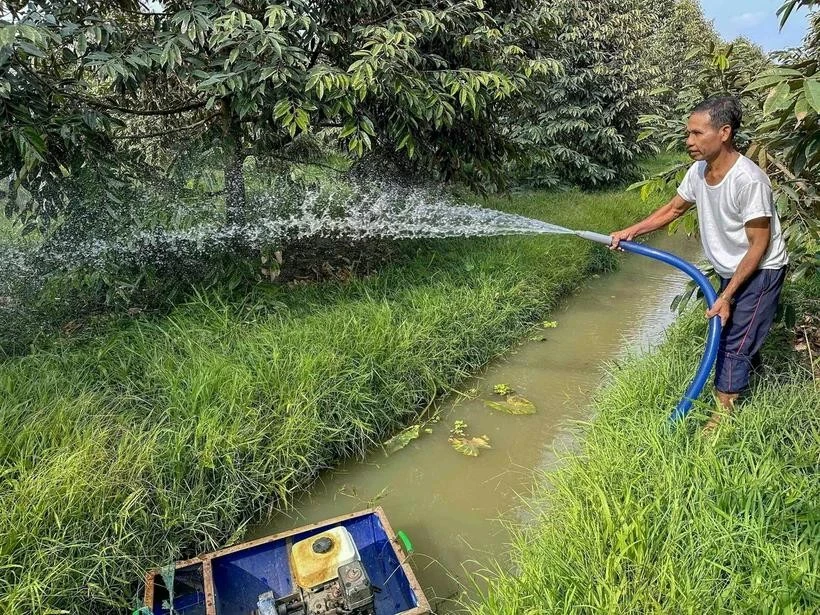 A farmer in Vinh Binh Bac commune, Go Quao district, take care of durian gardens after Kien Giang province's irrigation system was gradually closed to help prevent salinity and protect freshwater areas during the dry season. (Photo: VNA)