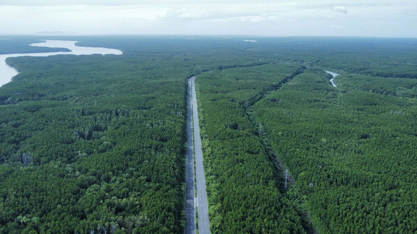 A view of mangrove forest in the southernmost province of Ca Mau. (Photo: VNA)