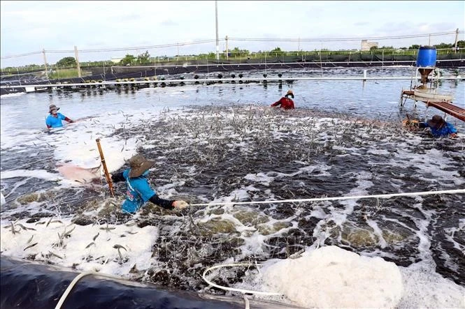 Hi-tech shrimp farming in Soc Trang (Photo: VNA)