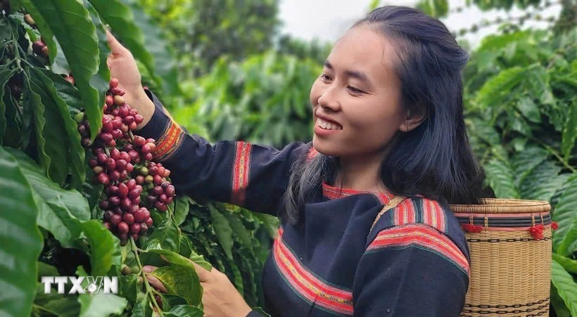 Coffee harvested using organic farming methods. (Photo: VNA)