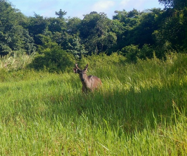 An Eld’s deer is captured on a camera trap installed in Chu Mom Ray National Park. (Photo courtesy of Chu Mom Ray National Park).