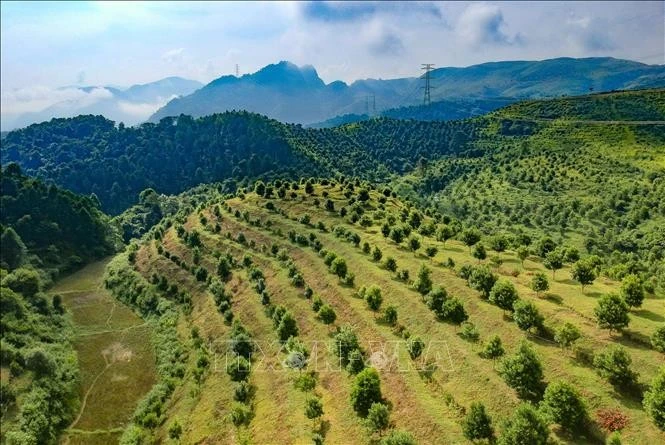 Macadamia farm in Quai Nua commune, Tuan Giao district, northern province of Dien Bien. (Photo: VNA)