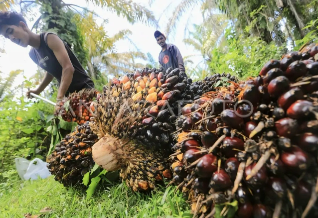 Two workers harvest fresh fruit bunches (FFB) of oil palm in West Aceh, Aceh, Indonesia on May 1, 2025. (Photo: Antara)